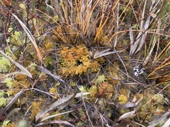Sphagnum tenellum