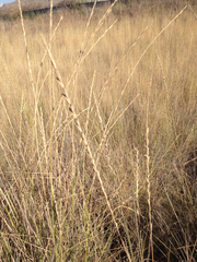 Lolium multiflorum