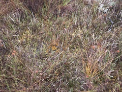 Sphagnum tenellum