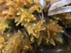 Sphagnum tenellum