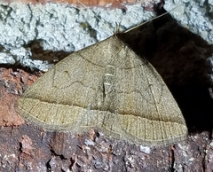 Zanclognatha obscuripennis