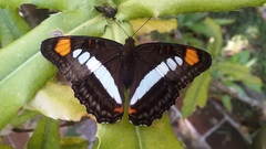 Adelpha basiloides