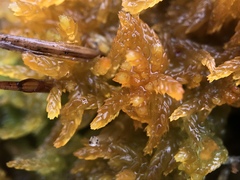 Sphagnum tenellum