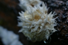 Hericium