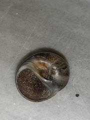 Naticarius stercusmuscarum