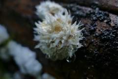 Hericium