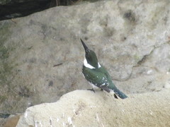 Chloroceryle americana