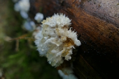 Hericium