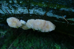 Hericium
