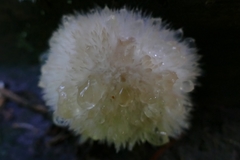 Hericium