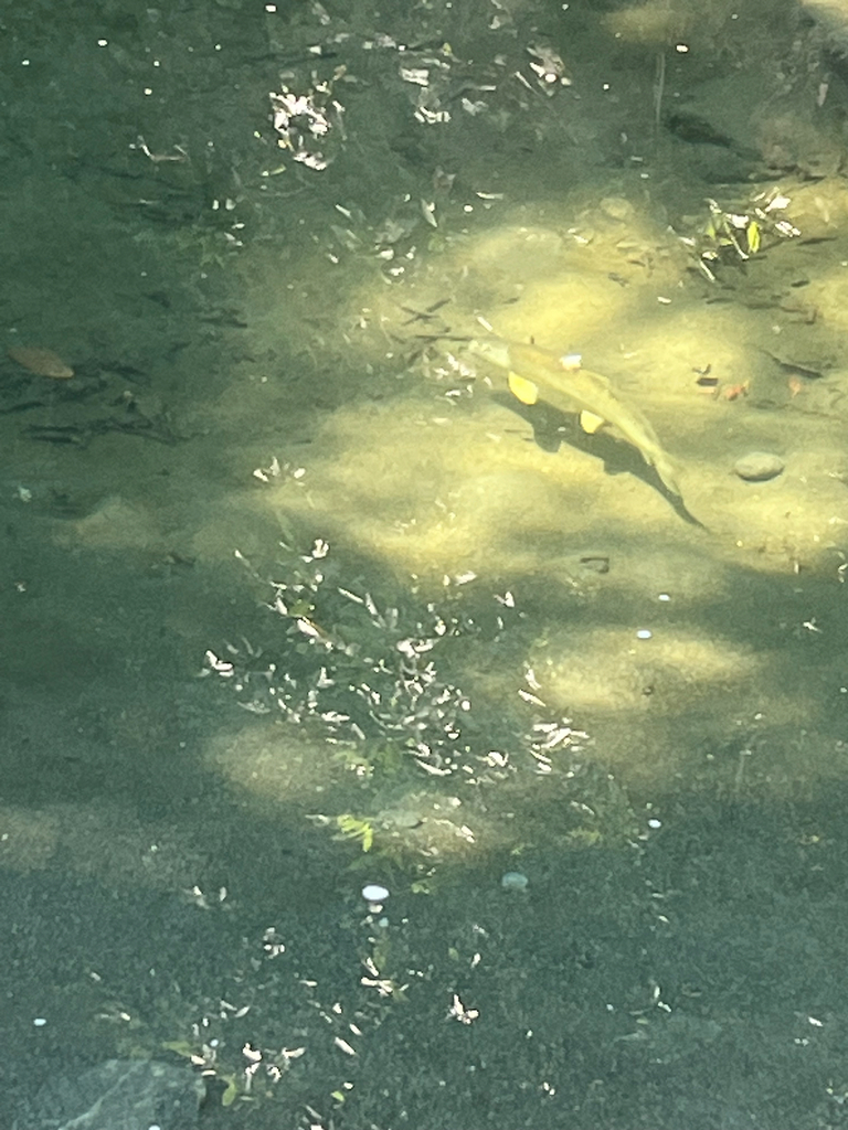 Klamath Smallscale Sucker