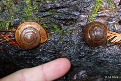 Helminthoglypta exarata