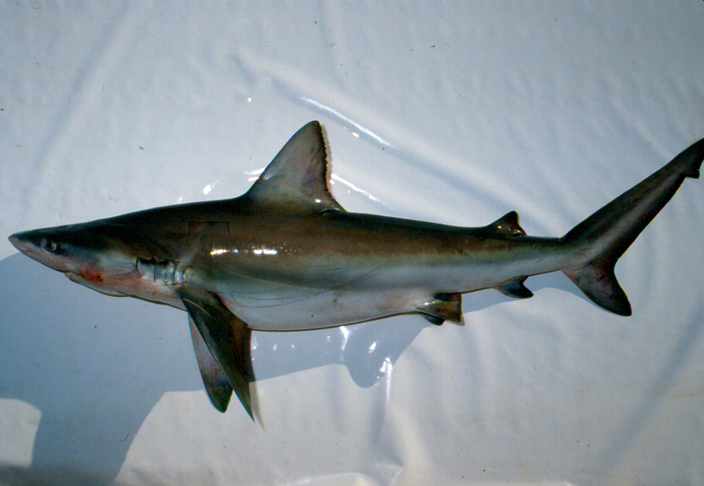 Photo of a Bignose Shark