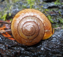 Helminthoglypta exarata