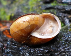 Helminthoglypta exarata