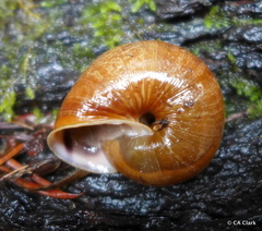 Helminthoglypta exarata