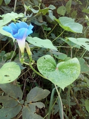 Ipomoea parasitica
