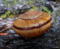 Helminthoglypta exarata