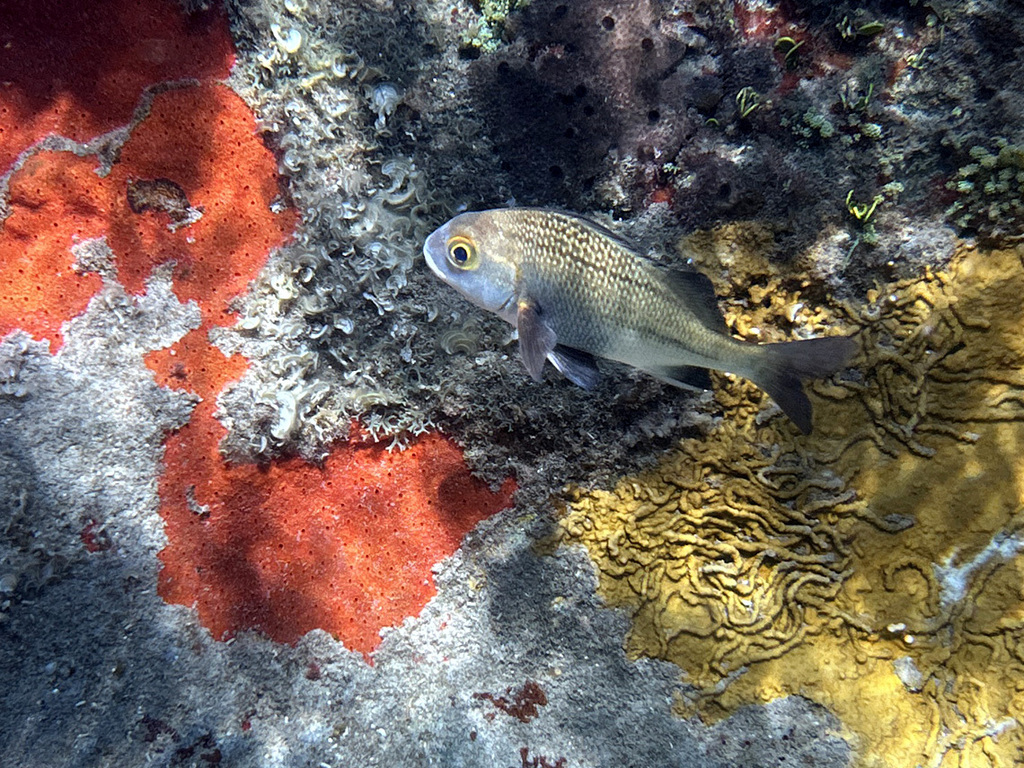 Black margate (Anisotremus surinamensis) — Haemulidae