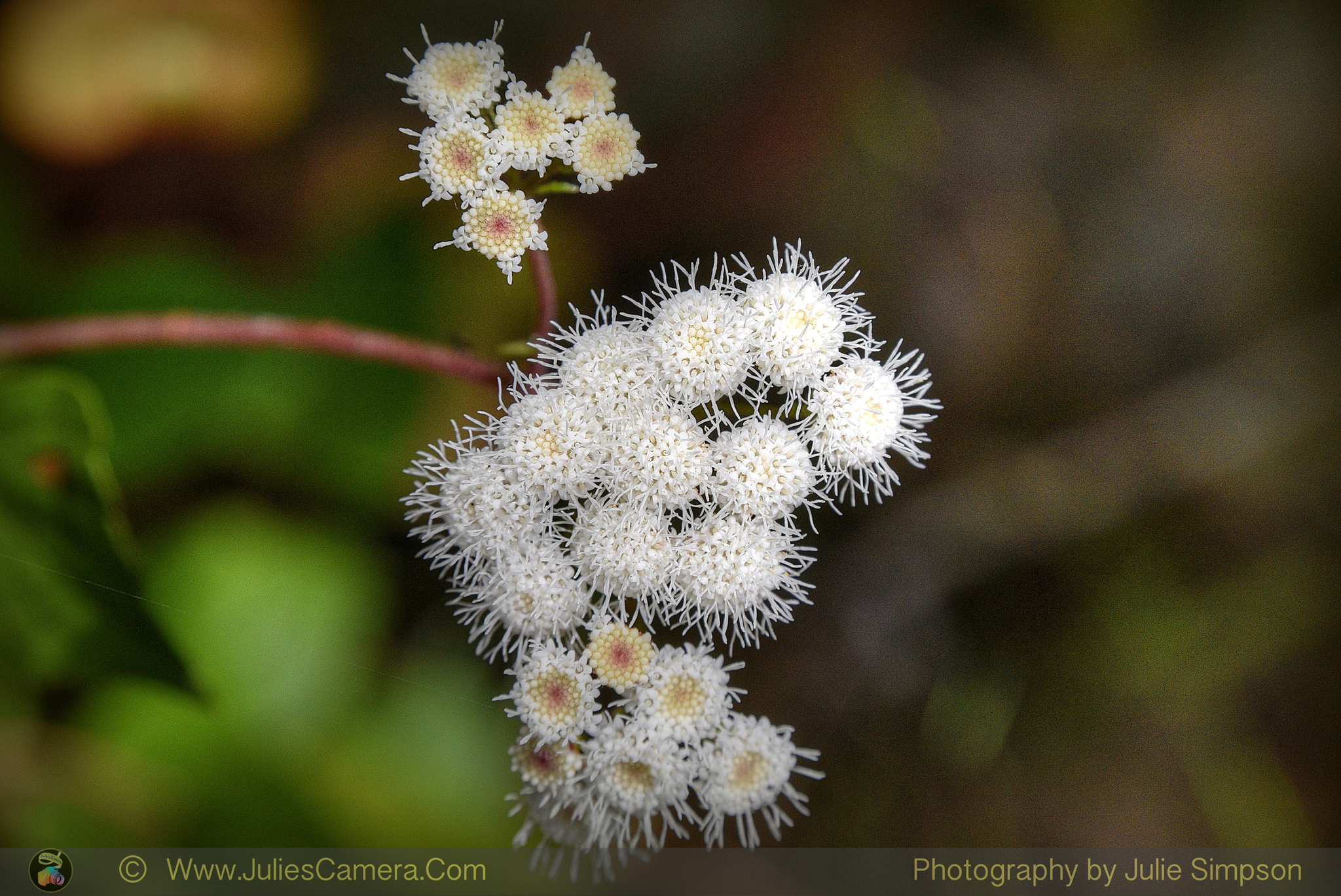 Ageratina riparia