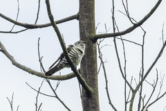 Chrysococcyx lucidus lucidus