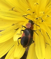 Collops quadrimaculatus