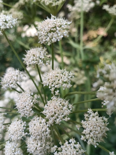 Utah Angelica (Angelica wheeleri)