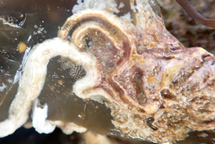 Vermetoidea