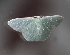 Prasinocyma iosticta