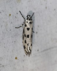 Ethmia sphaerosticha