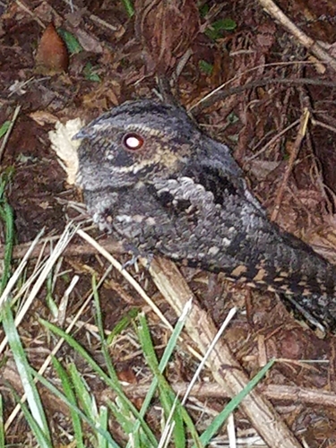 Antrostomus vociferus image