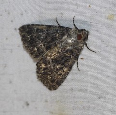 Condica aroana