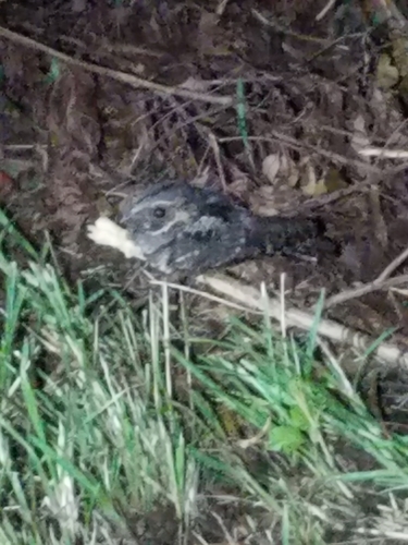 Antrostomus vociferus image