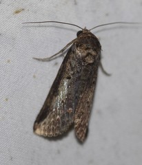 Lophoptera vittigera