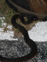 Nerodia fasciata × clarkii