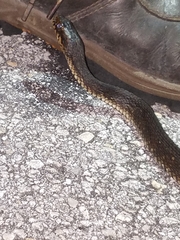 Nerodia fasciata × clarkii