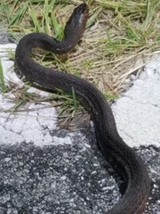 Nerodia fasciata × clarkii