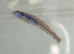 Pomatoschistus microps