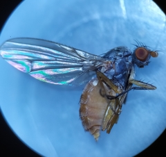 Tephrochlamys tarsalis