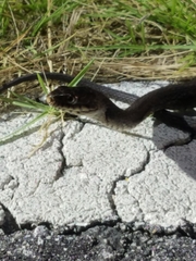 Nerodia fasciata × clarkii