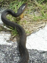 Nerodia fasciata × clarkii