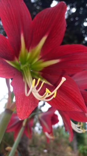 Hippeastrum miniatum observed 2025-07-29