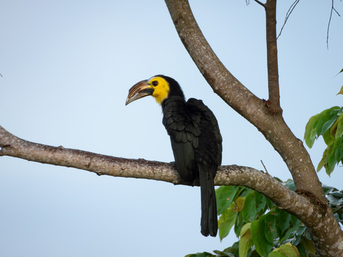 Sulawesi Hornbill (Rhabdotorrhinus exarhatus), photo 9