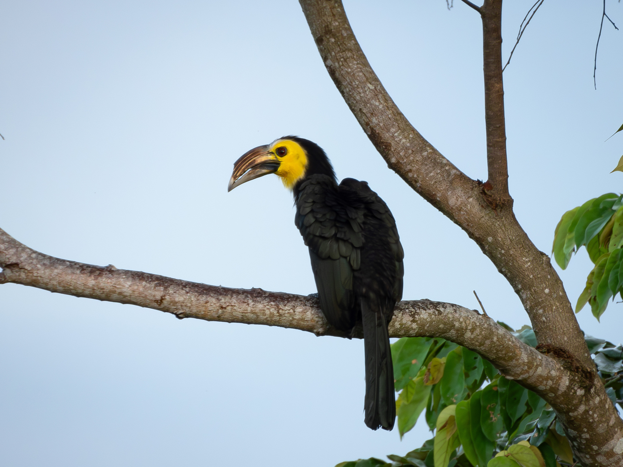 Sulawesi Hornbill (Rhabdotorrhinus exarhatus), photo 5