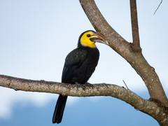 Sulawesi Hornbill photo 1