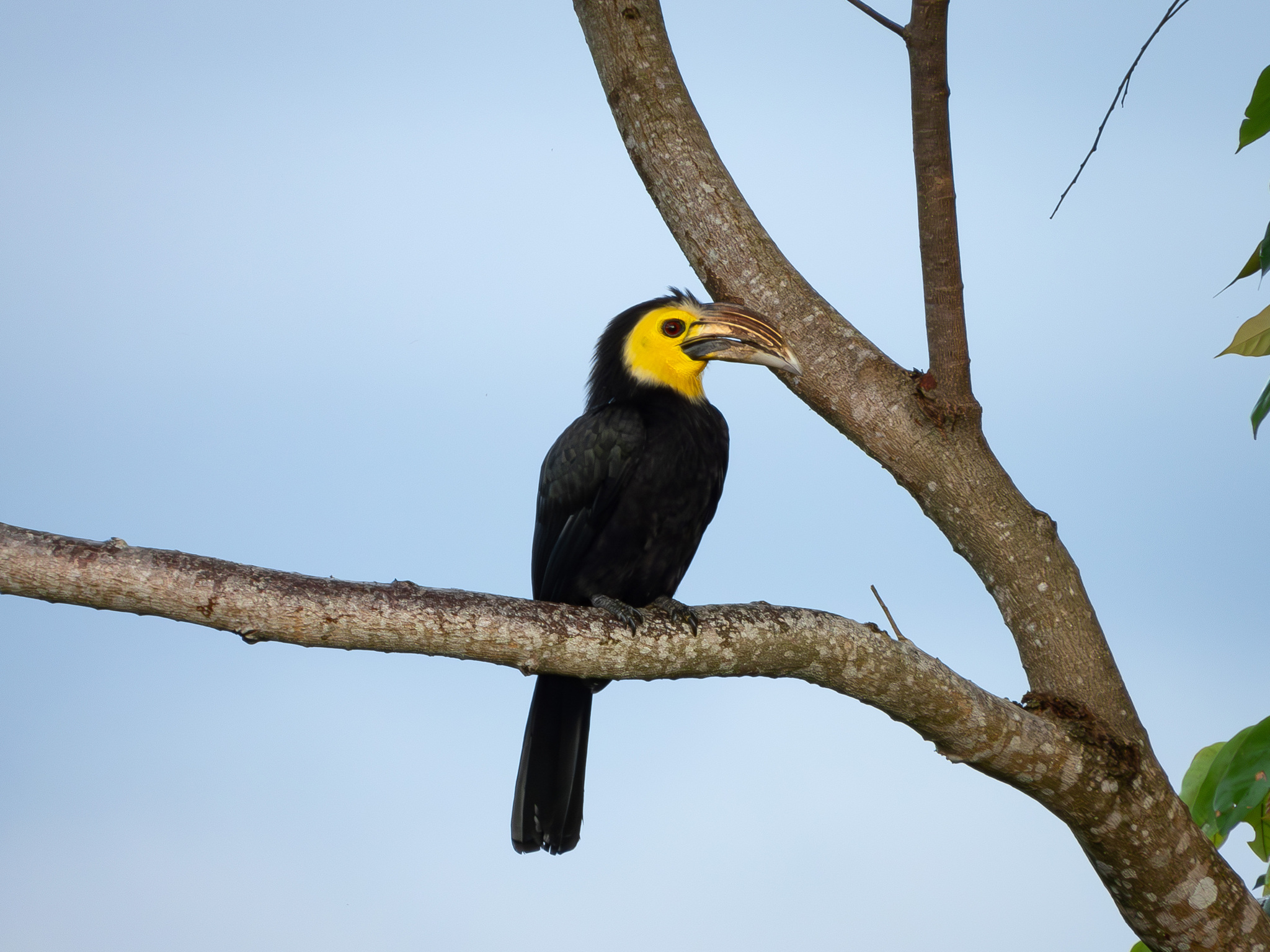 Sulawesi Hornbill (Rhabdotorrhinus exarhatus), photo 6