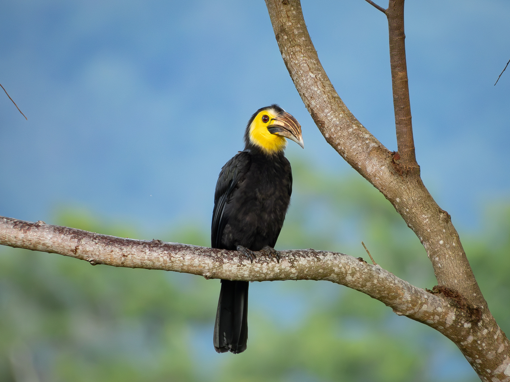 Sulawesi Hornbill (Rhabdotorrhinus exarhatus), photo 3