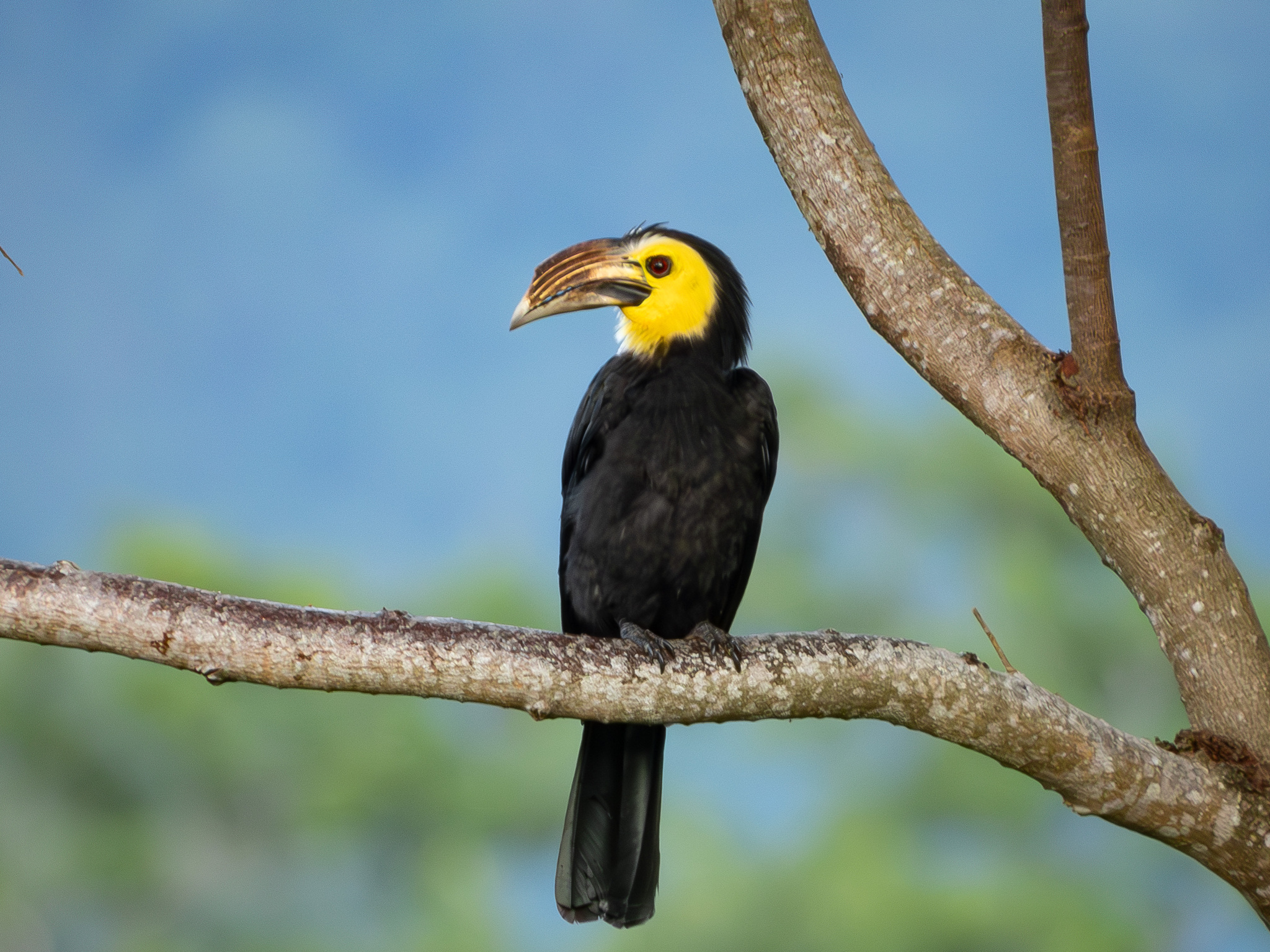 Sulawesi Hornbill (Rhabdotorrhinus exarhatus), photo 2