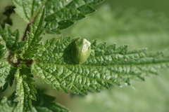 Cassida hemisphaerica
