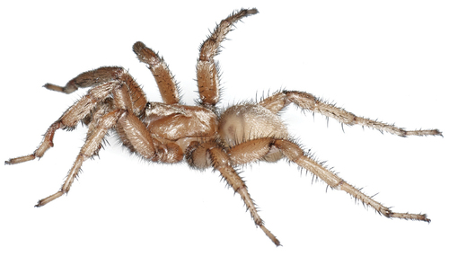 Stephen Colbert's Trapdoor Spider